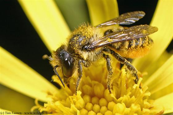Megachile centuncularis (Linnaeus, 1758)